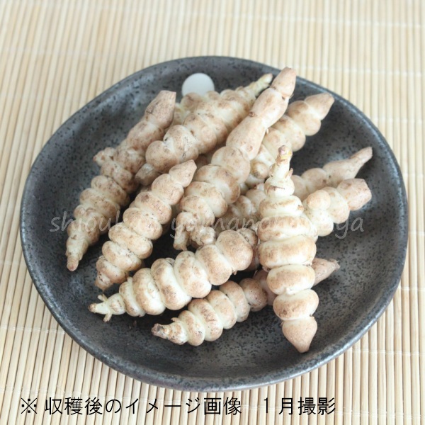 紫桜館山の花屋 山菜苗を探す 初秋 冬に食べられる山菜 岩手県産ジャンボチョロギ 種芋1個単位 長老喜 生芋 栽培期間中農薬不使用 土付き 山菜苗 入荷済み