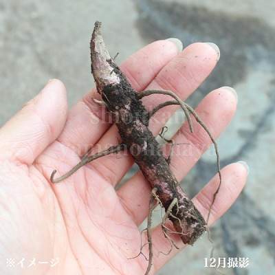 �������ե����Ƿ����ġ�������/������/�����ٺѤ�