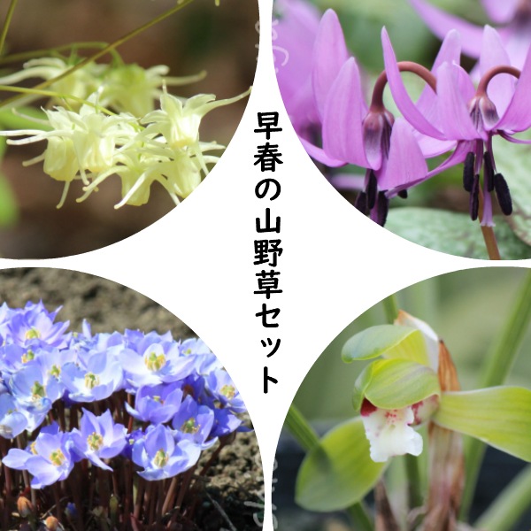 紫桜館山の花屋 | ☆開花時季から探す,春に咲く植物,イカリソウ