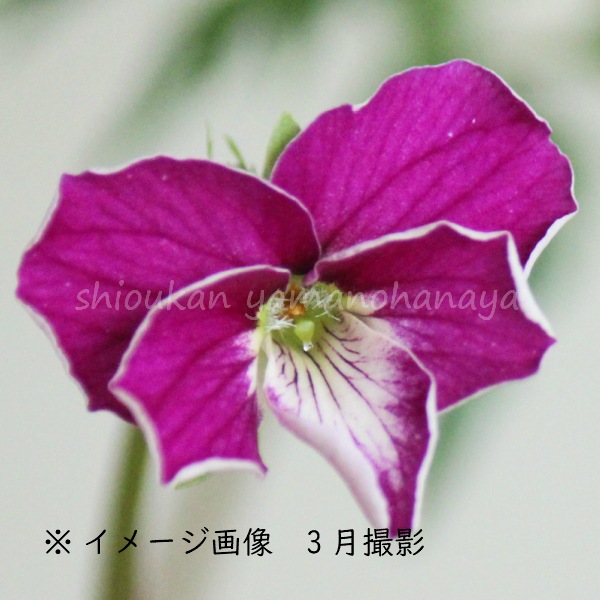 ҥĥߥ ȼ7.59cmݥåġպ餭/Ȳߥ//˧᤬/ֽλ 7/11դŸ