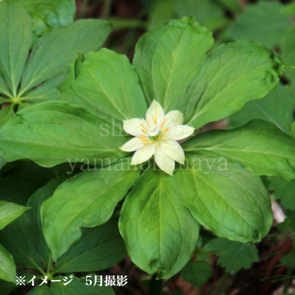 山野草希少カタオカソウ15B