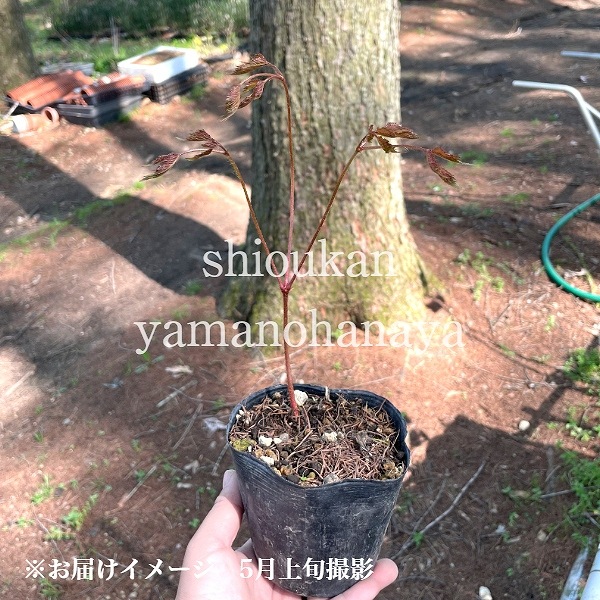 ��������� ���ɥ�ȥե��顡10.5cm�ݥå��ġ�������/�Ѵ���¿ǯ��/Ļ­����/�ȥꥢ�����祦��/���������ֽ�λ 7/10�դ�Ÿ����