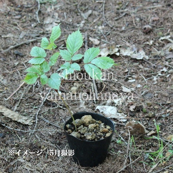 ��������� ���ɥ�ȥե��顡10.5cm�ݥå��ġ�������/�Ѵ���¿ǯ��/Ļ­����/�ȥꥢ�����祦��/���������ֽ�λ 7/10�դ�Ÿ����