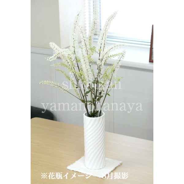 ���饷�ʥ��祦�ޡ�10.5cm�ݥå��ġ�������/�Ѵ���¿ǯ��/���ߥ��ե�/���ߥ��ե�/��ǯ���ָ�������/��8/18�դ˽��ߤ���