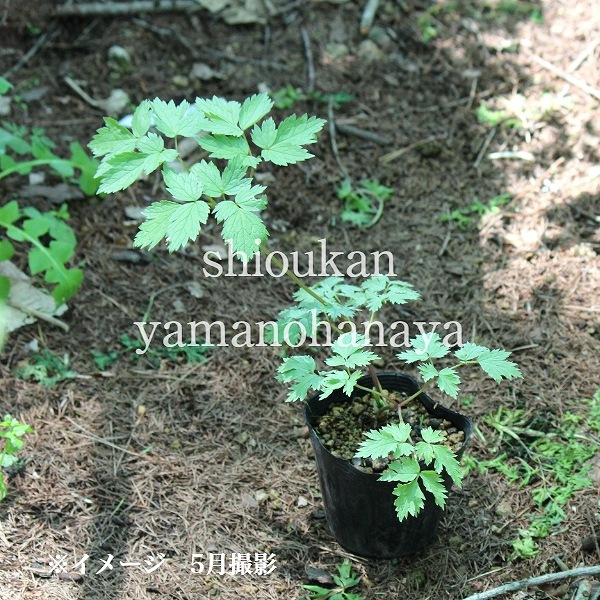 ���饷�ʥ��祦�ޡ�10.5cm�ݥå��ġ�������/�Ѵ���¿ǯ��/���ߥ��ե�/���ߥ��ե�/��ǯ���ָ�������/��8/18�դ˽��ߤ���