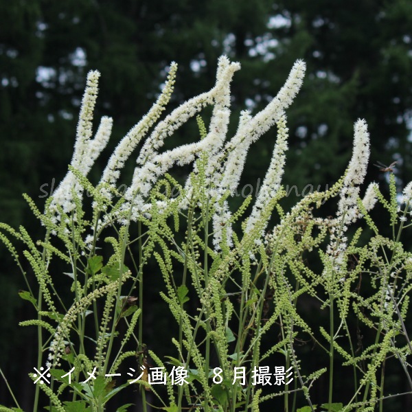 ���饷�ʥ��祦�ޡ�10.5cm�ݥå��ġ�������/�Ѵ���¿ǯ��/���ߥ��ե�/���ߥ��ե�/��ǯ���ָ�������/��8/18�դ˽��ߤ���