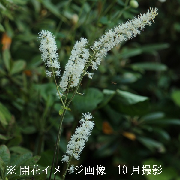 ���饷�ʥ��祦�ޡ�10.5cm�ݥå��ġ�������/�Ѵ���¿ǯ��/���ߥ��ե�/���ߥ��ե�/��ǯ���ָ�������/��8/18�դ˽��ߤ���