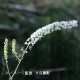 ���饷�ʥ��祦�ޡ�10.5cm�ݥå��ġ�������/�Ѵ���¿ǯ��/���ߥ��ե�/���ߥ��ե�/��ǯ���ָ�������/��8/18�դ˽��ߤ���