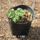 ���饷�ʥ��祦�ޡ�10.5cm�ݥå��ġ�������/�Ѵ���¿ǯ��/���ߥ��ե�/���ߥ��ե�/��ǯ���ָ�������/��8/18�դ˽��ߤ���