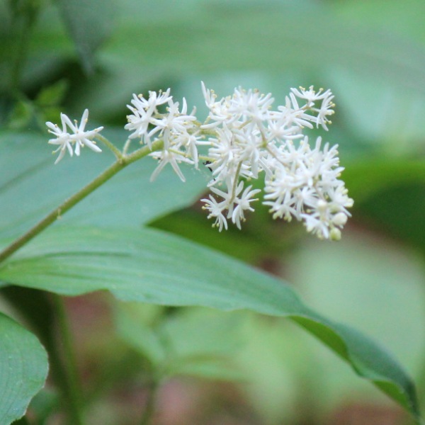 紫桜館山の花屋 | 全商品一覧 - 「ユキザサ 9cmポット苗 山野草/山菜苗