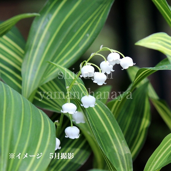 紫桜館山の花屋 | ☆開花時季から探す,春に咲く植物,スズラン,ドイツ
