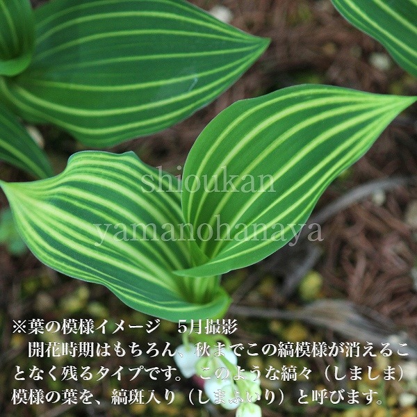 ��������ɥ��ĥ������10.5cm�ݥå��ġ��Ѵ����ɺ���/�����꿢ʪ/����/������/����̲ �Ͼ���̵��