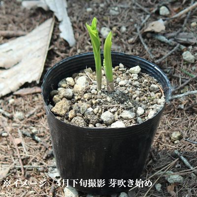 ��������ɥ��ĥ������10.5cm�ݥå��ġ��Ѵ����ɺ���/�����꿢ʪ/����/������/����̲ �Ͼ���̵��