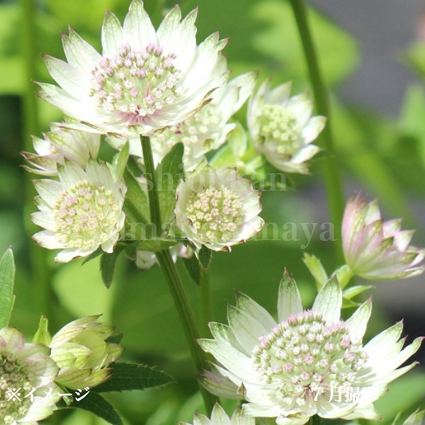 紫桜館山の花屋 | 全商品一覧 - 「アストランティア スノースター 9