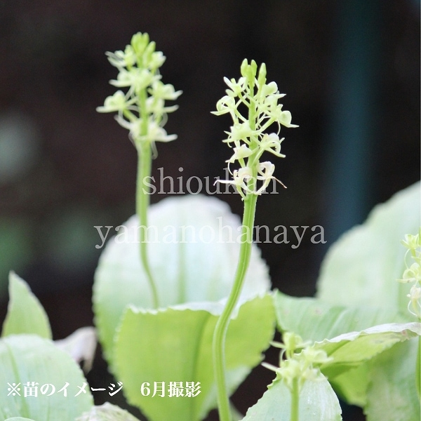 鉄てつ　山野草　超希少　シテンクモキリ　クモキリソウ　クロスズムシ 山野草 超希少 シテンクモキリソウ 鉄てつ 山野草 超希少