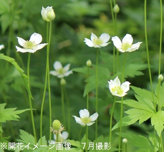 紫桜館山の花屋 開花時季から探す 夏に咲く植物 アネモネ 夏咲き アネモネ バージニアナ 9 10 5cmポット苗 山野草 耐寒性多年草 春咲きシュウメイギク 今季開花終了 シュウメイギク 八重 赤 秋明菊 山野草 宿根草 苗 販売 山草 紫桜館 通販 購入 山菜 紫桜館山の花屋 開花時季から探す 夏に咲く植物 アネモネ 夏咲き アネモネ バージニアナ 9 10 5cmポット苗 山野草 耐寒性多年草 春咲きシュウメイギク 今季開花終了 シュウメイギク 八重 赤 秋明菊 山野草 宿根草 苗 販売 山草 紫桜館 通販 購入 山菜
