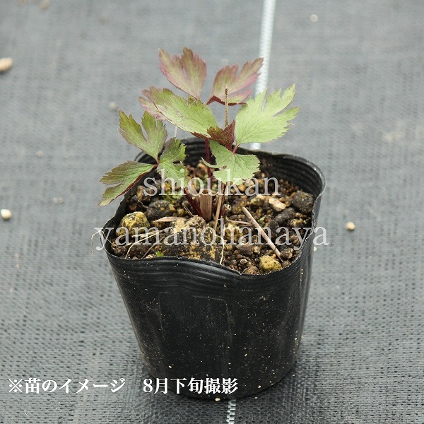 ���ͥ�� �С����˥��ʡ�9��10.5cm�ݥå��ġ�������/�Ѵ���¿ǯ��/�պ餭���奦�ᥤ����/���������ֽ�λ 7/4�դ�Ÿ����