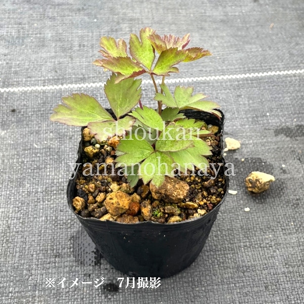 ���ͥ�� �С����˥��ʡ�9��10.5cm�ݥå��ġ�������/�Ѵ���¿ǯ��/�պ餭���奦�ᥤ����/���������ֽ�λ 7/4�դ�Ÿ����