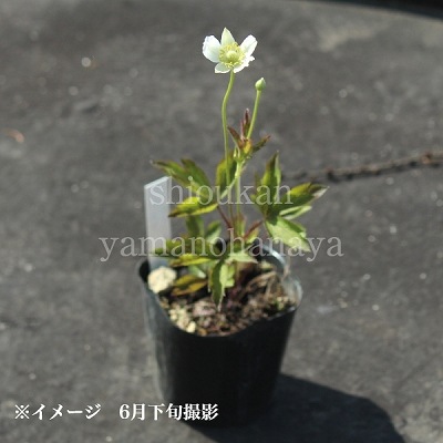 ���ͥ�� �С����˥��ʡ�9��10.5cm�ݥå��ġ�������/�Ѵ���¿ǯ��/�պ餭���奦�ᥤ����/���������ֽ�λ 7/4�դ�Ÿ����