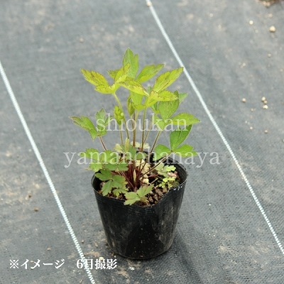 ���ͥ�� �С����˥��ʡ�9��10.5cm�ݥå��ġ�������/�Ѵ���¿ǯ��/�պ餭���奦�ᥤ����/���������ֽ�λ 7/4�դ�Ÿ����