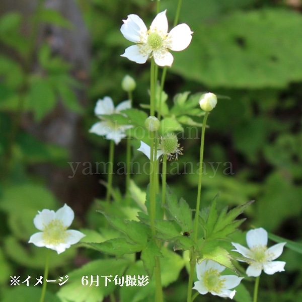 ���ͥ�� �С����˥��ʡ�9��10.5cm�ݥå��ġ�������/�Ѵ���¿ǯ��/�պ餭���奦�ᥤ����/���������ֽ�λ 7/4�դ�Ÿ����