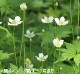 ���ͥ�� �С����˥��ʡ�9��10.5cm�ݥå��ġ�������/�Ѵ���¿ǯ��/�պ餭���奦�ᥤ����/���������ֽ�λ 7/4�դ�Ÿ����