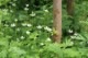 ���ͥ�� �С����˥��ʡ�9��10.5cm�ݥå��ġ�������/�Ѵ���¿ǯ��/�պ餭���奦�ᥤ����/���������ֽ�λ 7/4�դ�Ÿ����