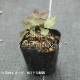 ���ͥ�� �С����˥��ʡ�9��10.5cm�ݥå��ġ�������/�Ѵ���¿ǯ��/�պ餭���奦�ᥤ����/���������ֽ�λ 7/4�դ�Ÿ����