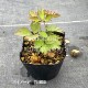 ���ͥ�� �С����˥��ʡ�9��10.5cm�ݥå��ġ�������/�Ѵ���¿ǯ��/�պ餭���奦�ᥤ����/���������ֽ�λ 7/4�դ�Ÿ����