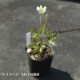 ���ͥ�� �С����˥��ʡ�9��10.5cm�ݥå��ġ�������/�Ѵ���¿ǯ��/�պ餭���奦�ᥤ����/���������ֽ�λ 7/4�դ�Ÿ����