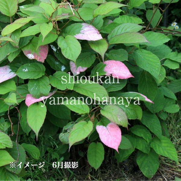 紫桜館山の花屋 樹木苗 食べられる木の実や果実が生る果樹苗 マタタビ ミヤママタタビ 10 5cmポット挿し木苗 果樹苗 深山木天蓼 落葉済み 幹だけの状態でお届け 山野草 宿根草 苗 販売 山草 紫桜館 通販 購入 山菜
