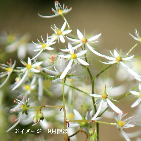 �ߥ�ޥ�����󥸥�����9��10.5cm�ݥå��ġ����餭������/�Ѵ���¿ǯ��/������/����̲ �Ͼ���̵��