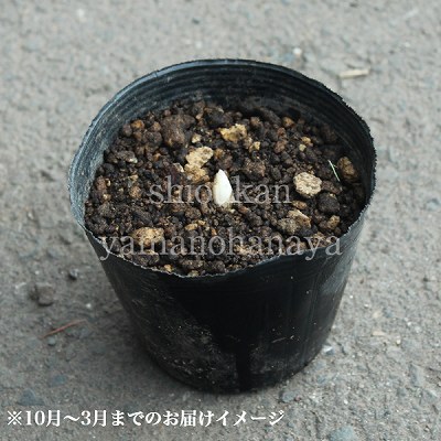 紫桜館山の花屋 開花時季から探す 春に咲く植物 アマドコロ ナルコユリ アマドコロ 10 5cmポット苗 山野草 耐寒性多年草 甘野老 ナルコユリ 休眠株を植え付けてお届け 春までそのまま栽培可能 トコロ アマドコロ 山菜 あまどころ 山野草 苗 販売 通販 購入