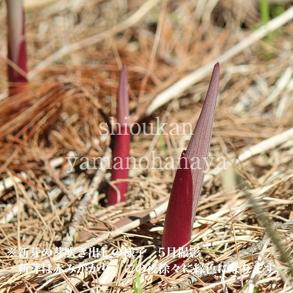 ���ޥɥ�����10.5cm�ݥå��ġ�������/�Ѵ���¿ǯ��/����Ϸ/�ʥ륳���/����̲ �Ͼ���̵��