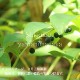 ���ޥɥ�����10.5cm�ݥå��ġ�������/�Ѵ���¿ǯ��/����Ϸ/�ʥ륳���/����̲ �Ͼ���̵��