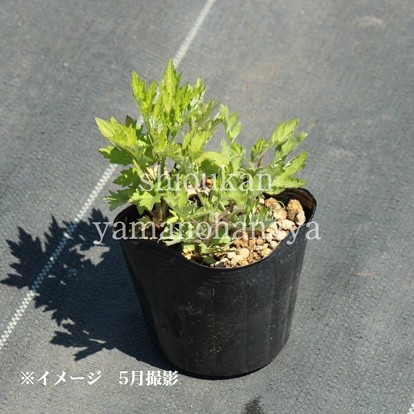��⥮��9��10.5cm�ݥå��ġ�������/�Ѵ���¿ǯ��/˩/��9/19�դ�Ÿ����