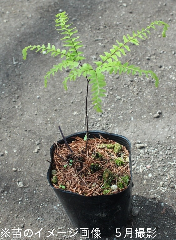 �����㥯������9��10.5cm�ݥå��ġ�������/������ʪ/�����ӻ�/�����㥯����/����̲ �Ͼ���̵��