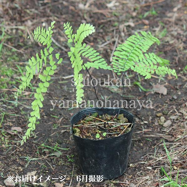 �����㥯������9��10.5cm�ݥå��ġ�������/������ʪ/�����ӻ�/�����㥯����/����̲ �Ͼ���̵��