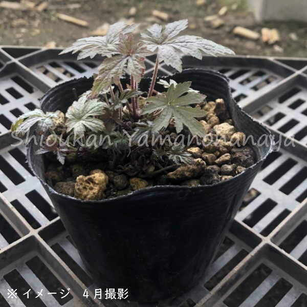 �ƥ����쥢 �ԥ󥯥����������åȡ�10.5cm�ݥå��ġ��ɺ���/�ƥ������/�����դ�����