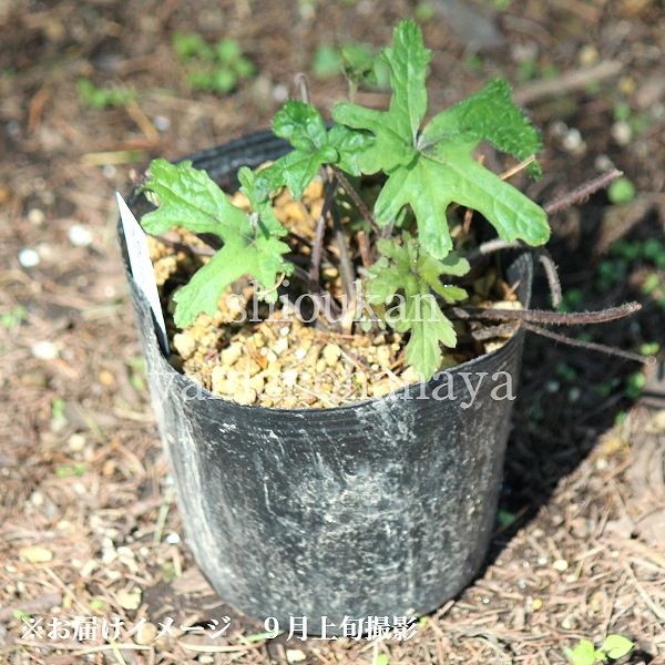 �ƥ����쥢 �ԥ󥯥����������åȡ�10.5cm�ݥå��ġ��ɺ���/�ƥ������/�����դ�����