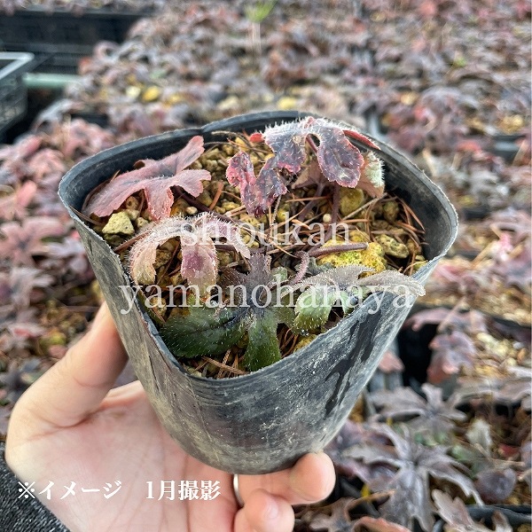 �ƥ����쥢 �ԥ󥯥����������åȡ�10.5cm�ݥå��ġ��ɺ���/�ƥ������/�����դ�����