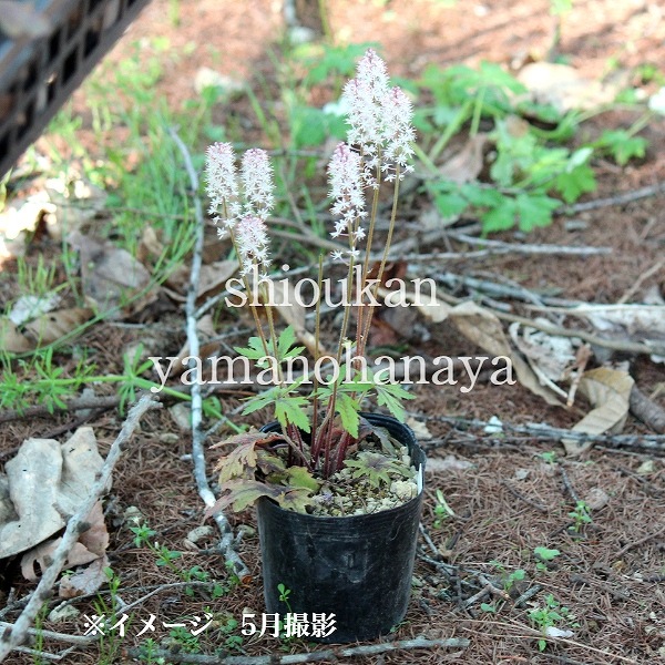 �ƥ����쥢 �ԥ󥯥����������åȡ�10.5cm�ݥå��ġ��ɺ���/�ƥ������/�����դ�����