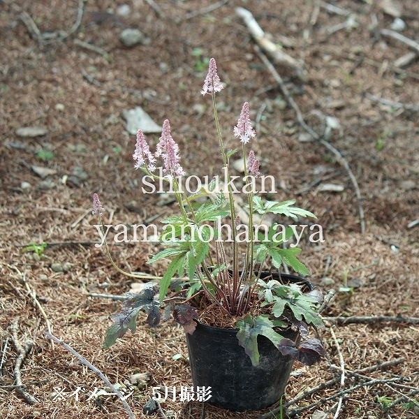 �ƥ����쥢 �ԥ󥯥����������åȡ�10.5cm�ݥå��ġ��ɺ���/�ƥ������/�����դ�����