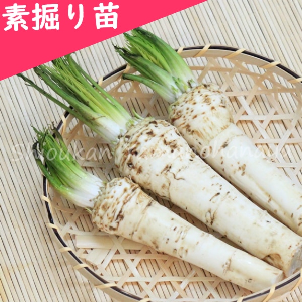 山わさび　【数量限定】苗　根　北海道　100本　+　オマケ　太さ5mm 以上 山わさび 70g〜100g×5パックセット【北海道産山山葵】やまわさび