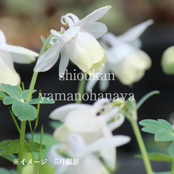 紫桜館山の花屋 | オンライン見積もり - 「白花ミヤマオダマキ