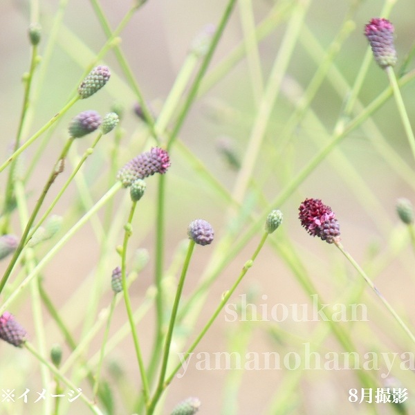 ���⥳�� �ץ��ɥ��åץ���10.5cm�ݥå��ġ�������/�Ѵ���¿ǯ��/�����/���󥮥����/������/����̲ �Ͼ���̵��