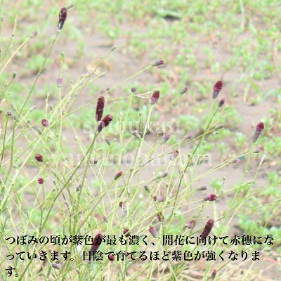 ���⥳�� �ץ��ɥ��åץ���10.5cm�ݥå��ġ�������/�Ѵ���¿ǯ��/�����/���󥮥����/������/����̲ �Ͼ���̵��