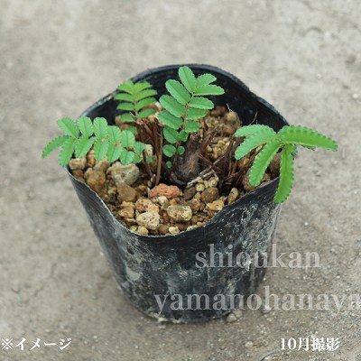 ���⥳�� �ץ��ɥ��åץ���10.5cm�ݥå��ġ�������/�Ѵ���¿ǯ��/�����/���󥮥����/������/����̲ �Ͼ���̵��