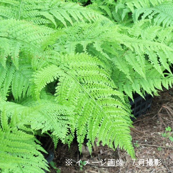 紫桜館山の花屋 シダ植物 リョウメンシダ リョウメンシダ 12cmポット大株苗 山野草 耐寒性多年草 シダ植物 両面羊歯 休眠に入りました 地上部無しでお届け 山野草 宿根草 苗 販売 山草 紫桜館 通販 購入 山菜 羊歯 シダ植物 わらび 観葉植物 紫桜館山の花屋 シダ植物 リョウメンシダ リョウメンシダ 12cmポット大株苗 山野草 耐寒性多年草 シダ植物 両面羊歯 休眠に入りました 地上部無しでお届け 山野草 宿根草 苗 販売 山草 紫桜館 通販 購入 山菜 羊歯 シダ植物 わらび 観葉植物