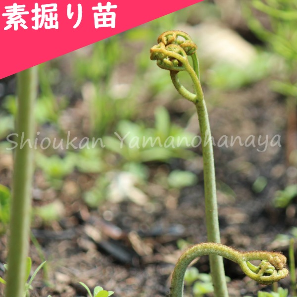 現品 ウバメガシ 特大苗 2mほど 山採り 2025年最新】＝天然山採りの人気